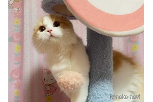 成約済の愛媛県のスコティッシュフォールド(折れ耳)-72348の2枚目