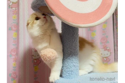 成約済の愛媛県のスコティッシュフォールド(折れ耳)-72348の3枚目