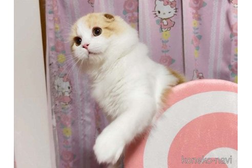 成約済の愛媛県のスコティッシュフォールド(折れ耳)-72348の4枚目