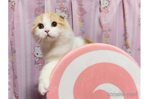 成約済の愛媛県のスコティッシュフォールド(折れ耳)-72348の1枚目