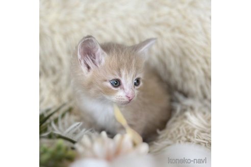 成約済の神奈川県のノルウェージャンフォレストキャット-72392の3枚目