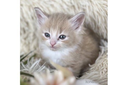 成約済の神奈川県のノルウェージャンフォレストキャット-72392の4枚目