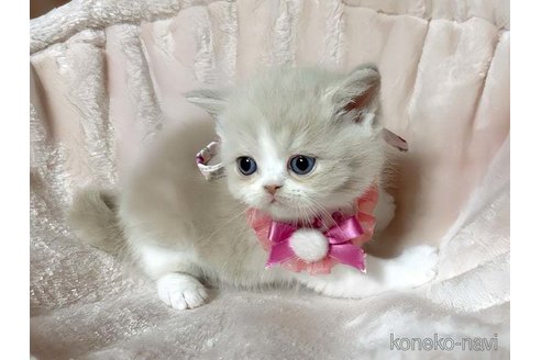 成約済の愛媛県のミヌエット-72437の2枚目