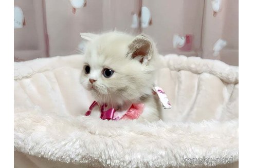 成約済の愛媛県のミヌエット-72437の4枚目