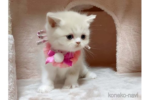 成約済の愛媛県のミヌエット-72437の1枚目