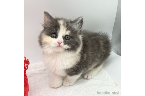 成約済の愛知県のラガマフィン-72440の3枚目