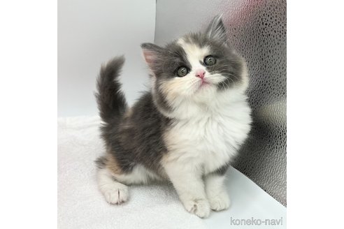 成約済の愛知県のラガマフィン-72440の2枚目