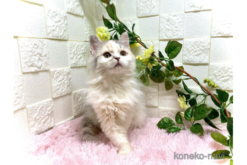 成約済の埼玉県のスコティッシュフォールド-72447の2枚目