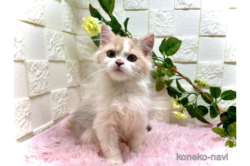 成約済の埼玉県のスコティッシュフォールド-72451