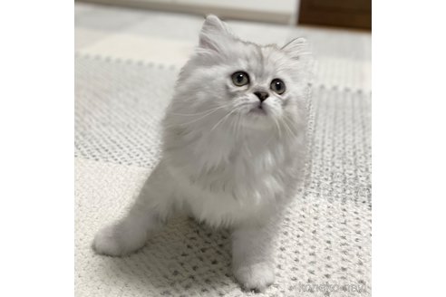 成約済の愛知県のミヌエット-70201の38枚目