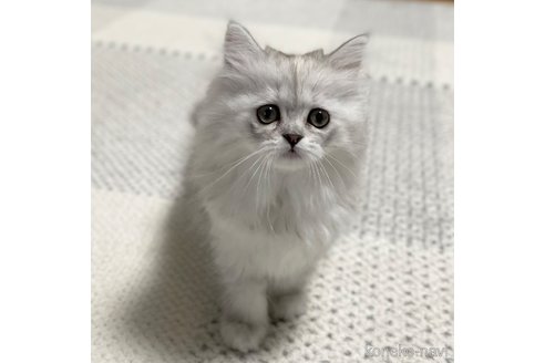 成約済の愛知県のミヌエット-70201の37枚目