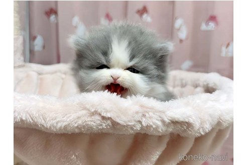 成約済の愛媛県のミヌエット-72512の2枚目