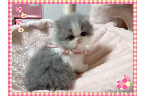 成約済の愛媛県のミヌエット-72512の3枚目