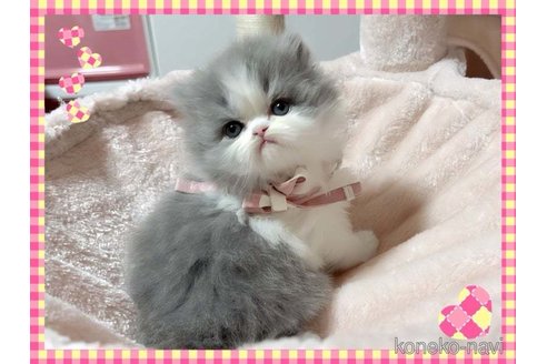 成約済の愛媛県のミヌエット-72512の4枚目