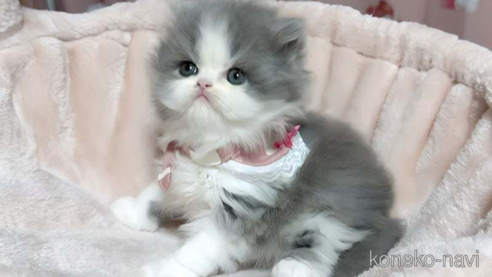 成約済の愛媛県のミヌエット-72512の1枚目