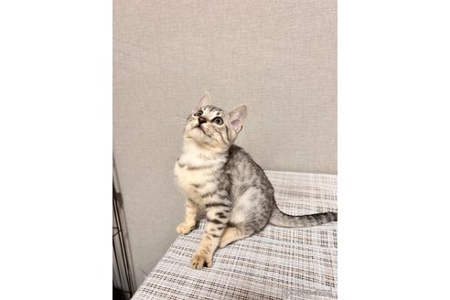 成約済の大阪府のベンガル-72516の2枚目
