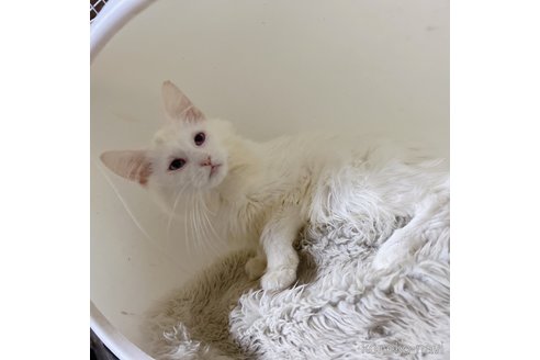 Queen.J】キャンバスF12号 猫 ねこ メインクーン BAEZ3