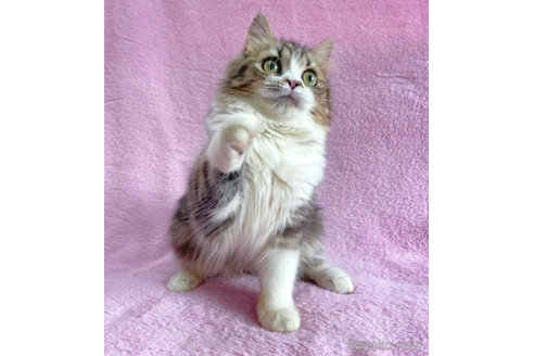 成約済の神奈川県のサイベリアン-71855の7枚目