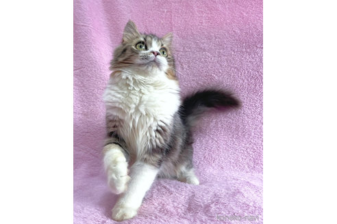 成約済の神奈川県のサイベリアン-71855の6枚目