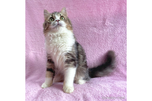 成約済の神奈川県のサイベリアン-71855の5枚目