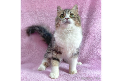 成約済の神奈川県のサイベリアン-71855の4枚目