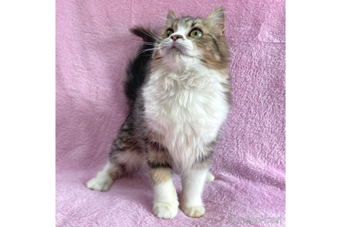 成約済の神奈川県のサイベリアン-71855の2枚目