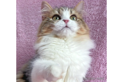 成約済の神奈川県のサイベリアン-71857