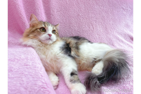 成約済の神奈川県のサイベリアン-71857の7枚目