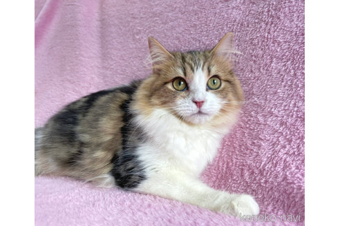 成約済の神奈川県のサイベリアン-71857の6枚目