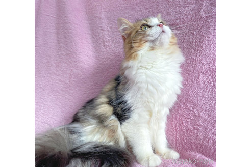 成約済の神奈川県のサイベリアン-71857の5枚目