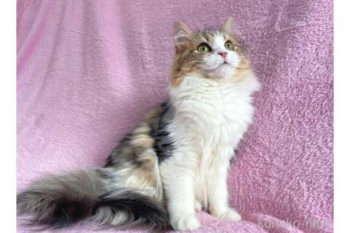 成約済の神奈川県のサイベリアン-71857の4枚目