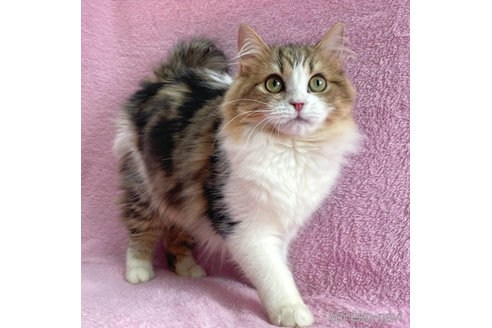 成約済の神奈川県のサイベリアン-71857の3枚目