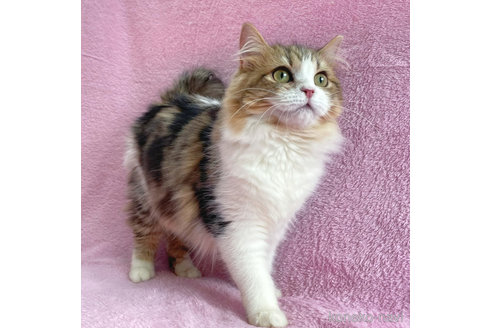 成約済の神奈川県のサイベリアン-71857の2枚目