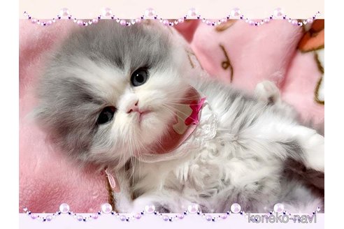 成約済の愛媛県のミヌエット-72546