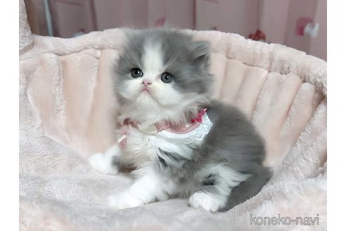 成約済の愛媛県のミヌエット-72546の5枚目