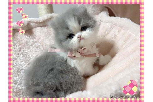 成約済の愛媛県のミヌエット-72546の6枚目