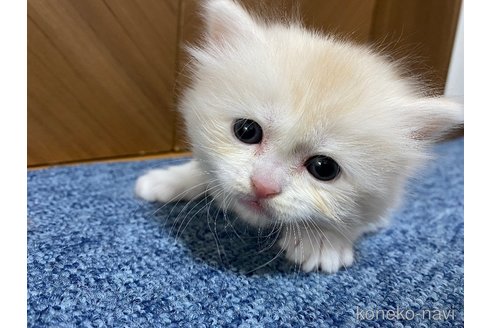 成約済の千葉県のサイベリアン-72565の21枚目
