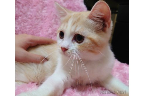 成約済の愛知県のその他の猫種-72582の3枚目