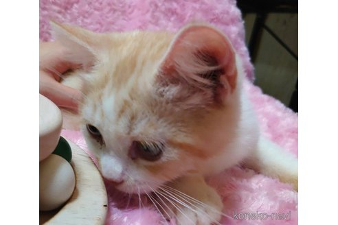 成約済の愛知県のその他の猫種-72582の2枚目