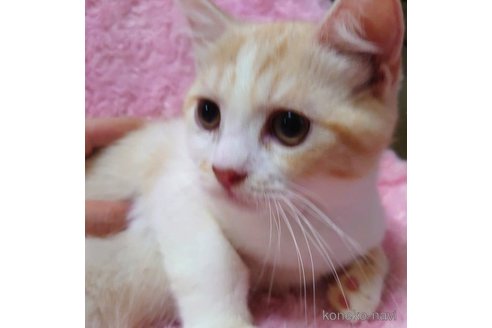 成約済の愛知県のその他の猫種-72582の1枚目