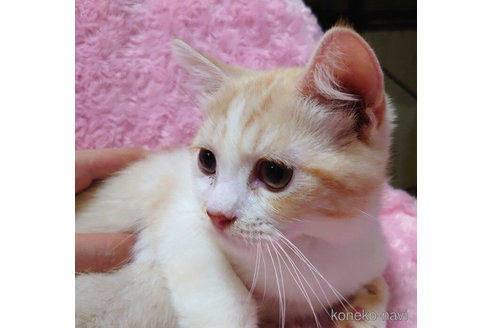 成約済の愛知県のその他の猫種-72582の4枚目