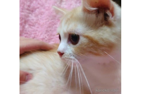 成約済の愛知県のその他の猫種-72582の5枚目
