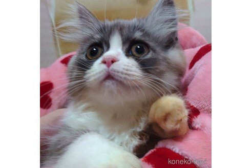 成約済の愛知県のペルシャ-72583の2枚目