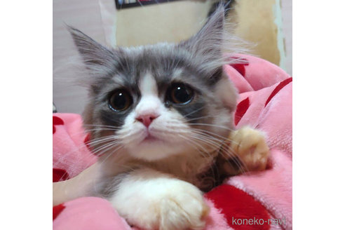 成約済の愛知県のペルシャ-72583の3枚目