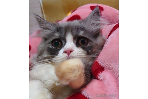 成約済の愛知県のペルシャ-72583の4枚目