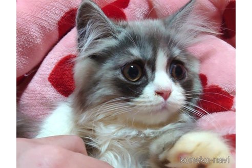 成約済の愛知県のペルシャ-72583の1枚目