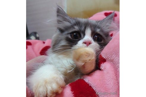 成約済の愛知県のペルシャ-72583の5枚目