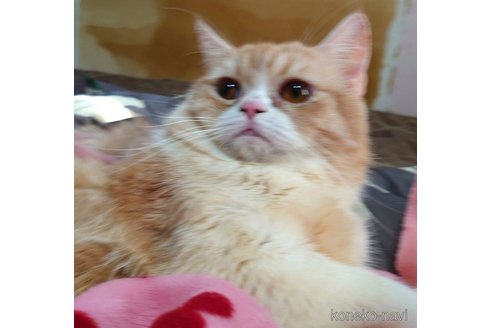 成約済の愛知県のスコティッシュフォールド-72584の2枚目