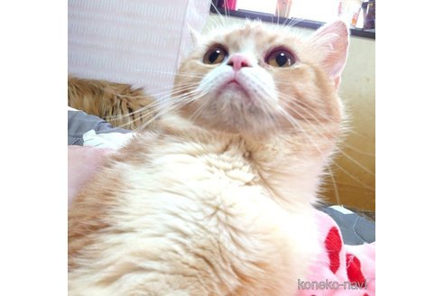 成約済の愛知県のスコティッシュフォールド-72584の3枚目