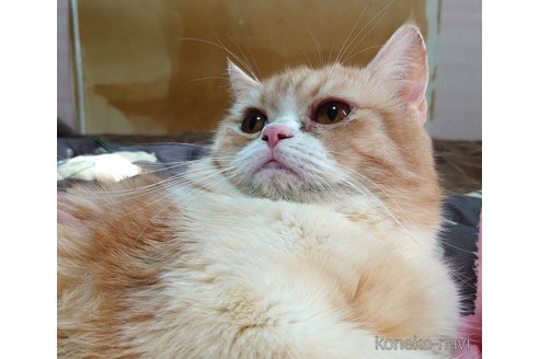 成約済の愛知県のスコティッシュフォールド-72584の4枚目